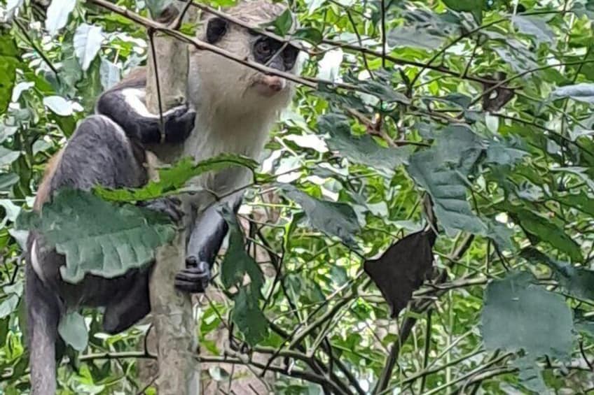 Monkeys at Shai hills