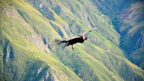 Von Arequipa: Colca Canyon Tagestour nach Puno