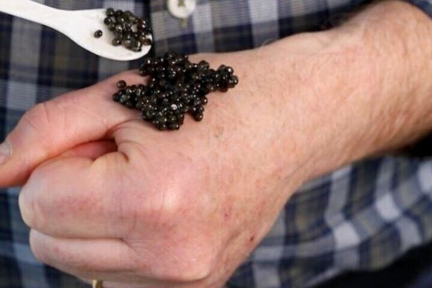 Beluga Caviar Tasting Tour with Transport Included