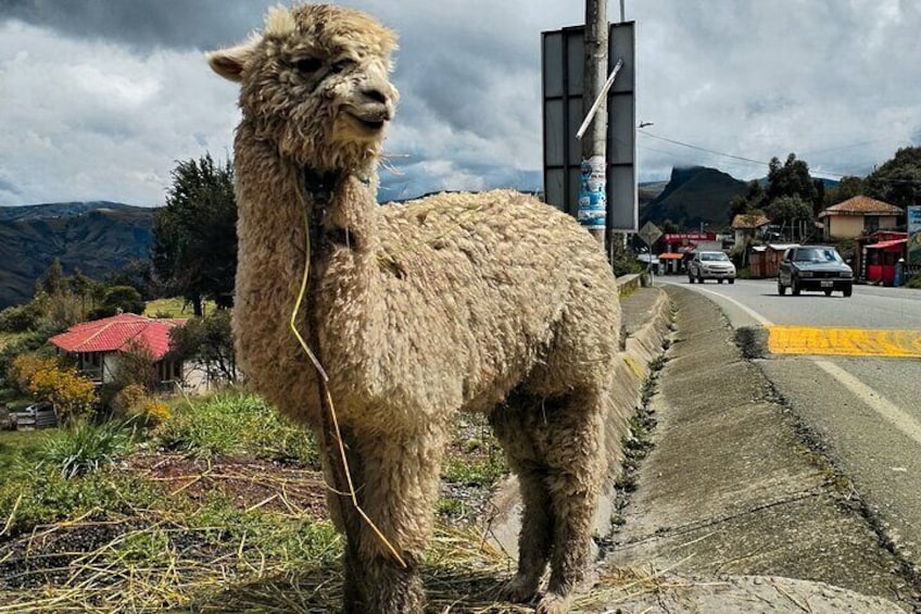 Spot farm animals along the way.