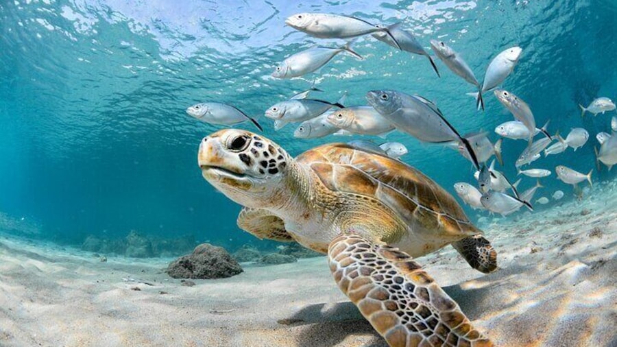 Private Diving Tour with Pissouri Bay Divers