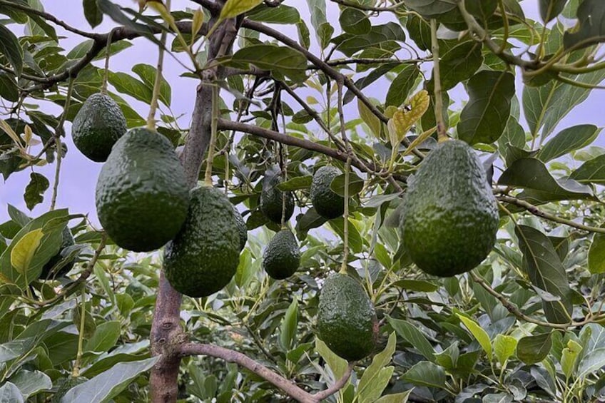 Visit an avocado plantation and learn the importance of nutrition for trees