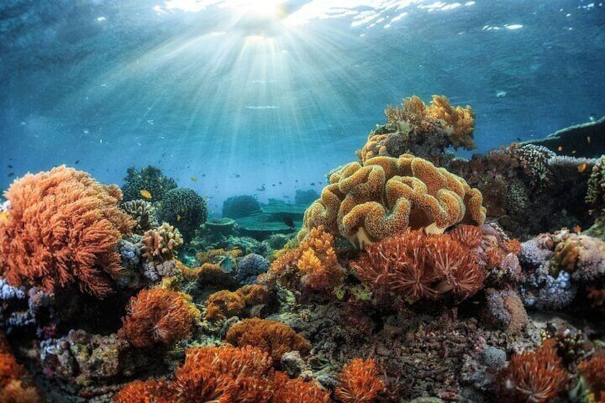 Snorkeling in Kona