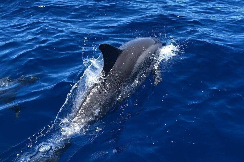 4 Hour Private Charter in Kona