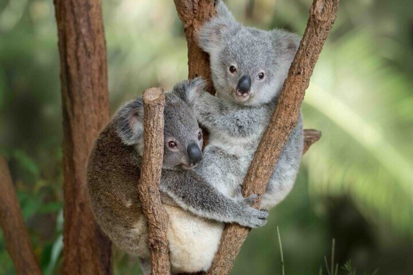 Joel's Journeys - Australia Zoo, Glass House Mountains Tour Combo