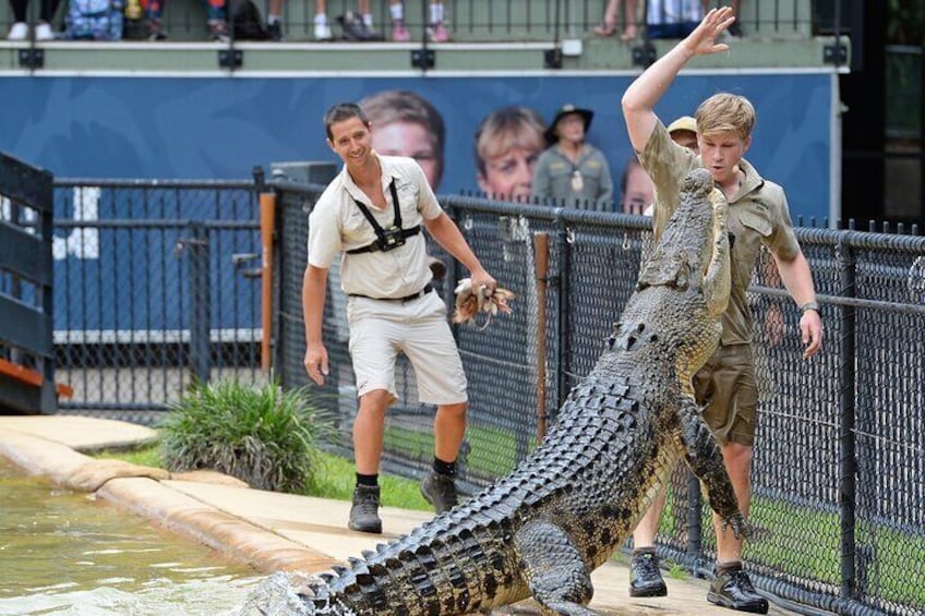 Joel's Journeys - Australia Zoo, Glass House Mountains Tour Combo