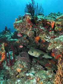 Desde Castries Excursión de 5 horas para bucear en Santa Lucía