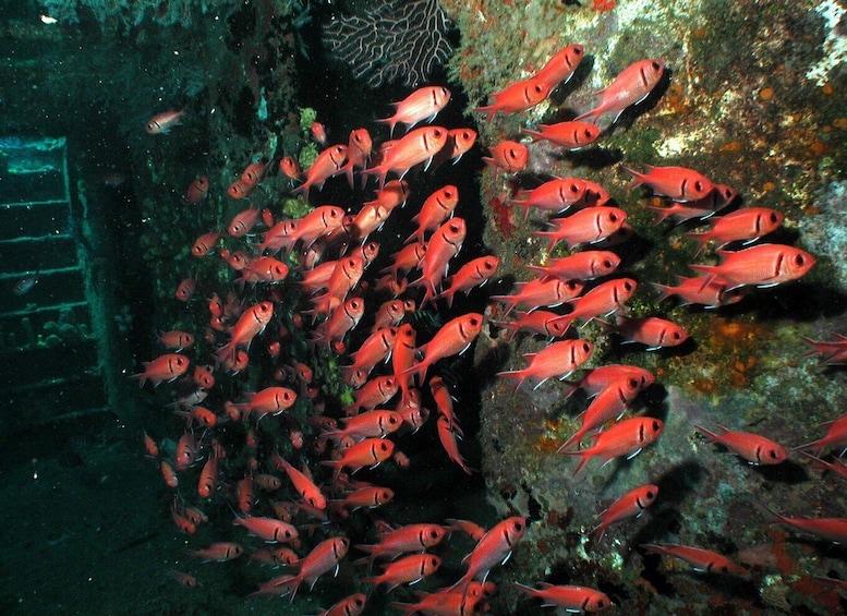 Picture 5 for Activity From Castries: 5-Hour St. Lucia Scuba Diving Excursion