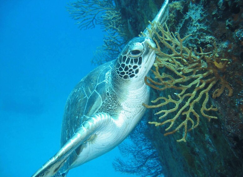 Picture 7 for Activity From Castries: 5-Hour St. Lucia Scuba Diving Excursion