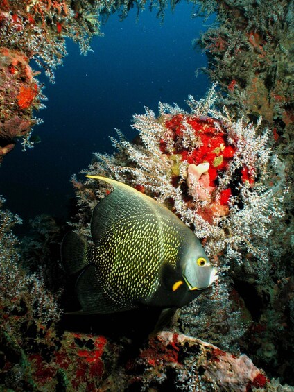 Picture 3 for Activity From Castries: 5-Hour St. Lucia Scuba Diving Excursion