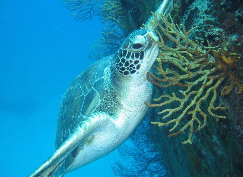 Picture 7 for Activity From Castries: 5-Hour St. Lucia Scuba Diving Excursion