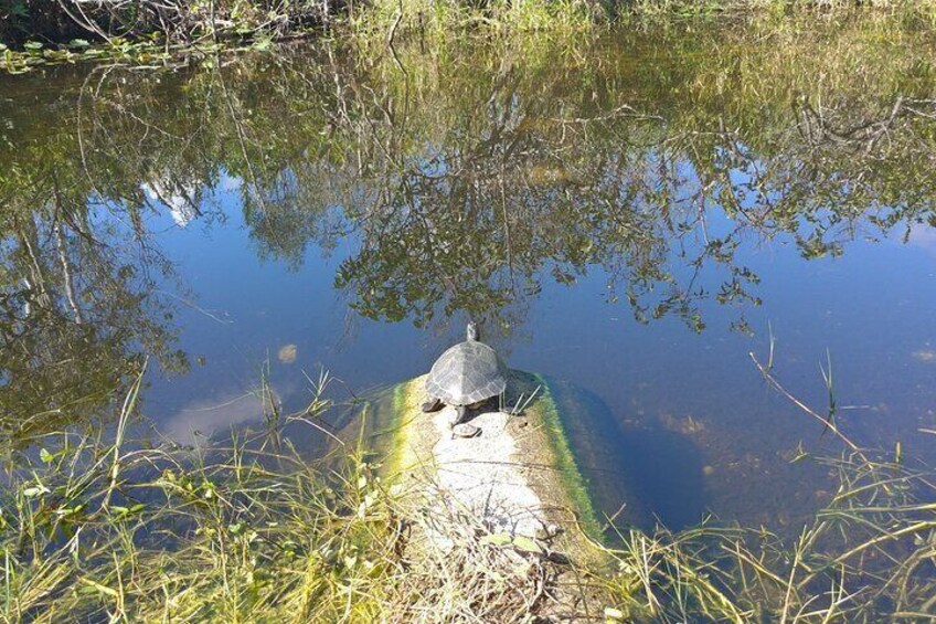 Everglades Airboat Ride & Guided Hike