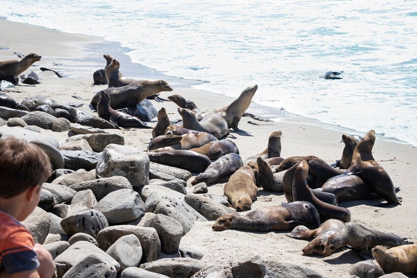 La Jolla: Self-Guided Walking Audio Tour