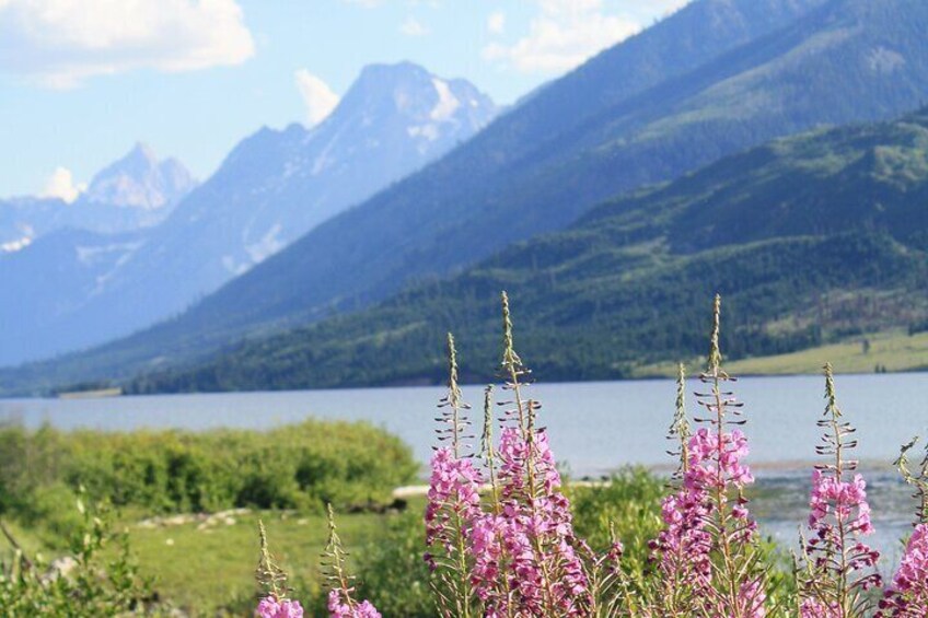 Grand Teton Full Day Small Group Tour