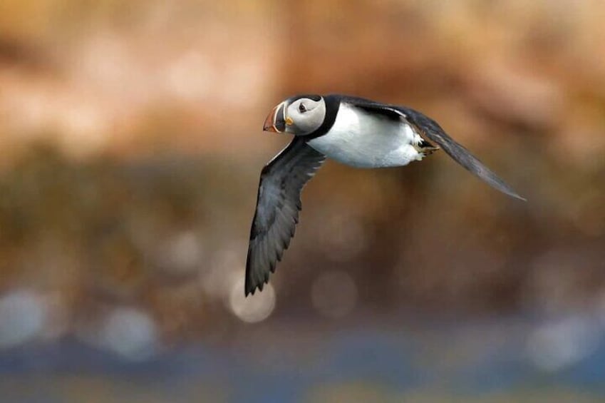 Birds and Bergs in Newfoundland