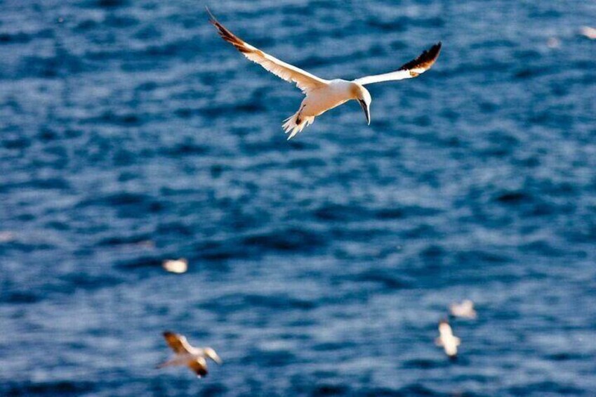 Birds and Bergs in Newfoundland