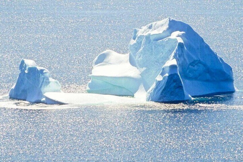 Birds and Bergs in Newfoundland