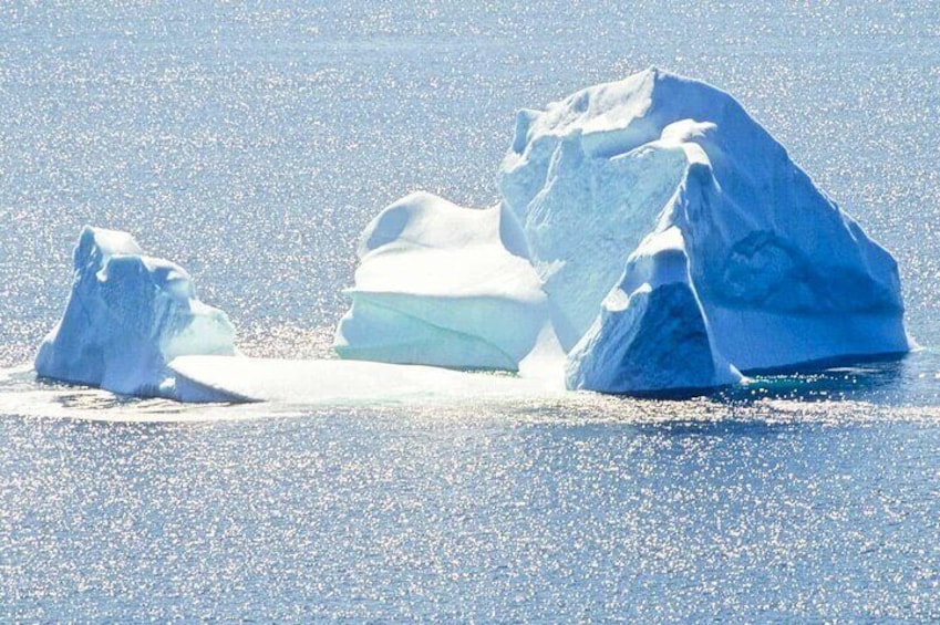 Birds and Bergs in Newfoundland
