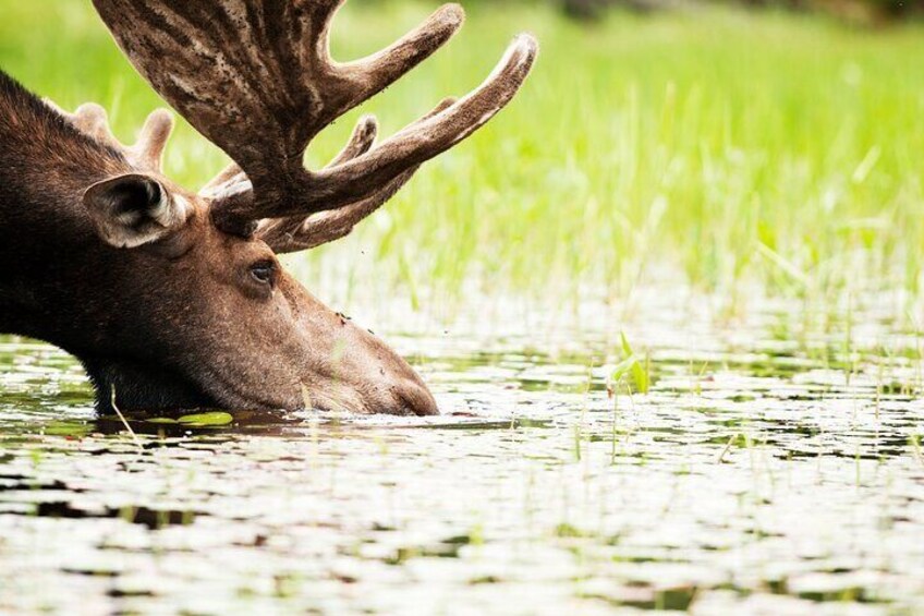 Guided Tours Algonquin Park