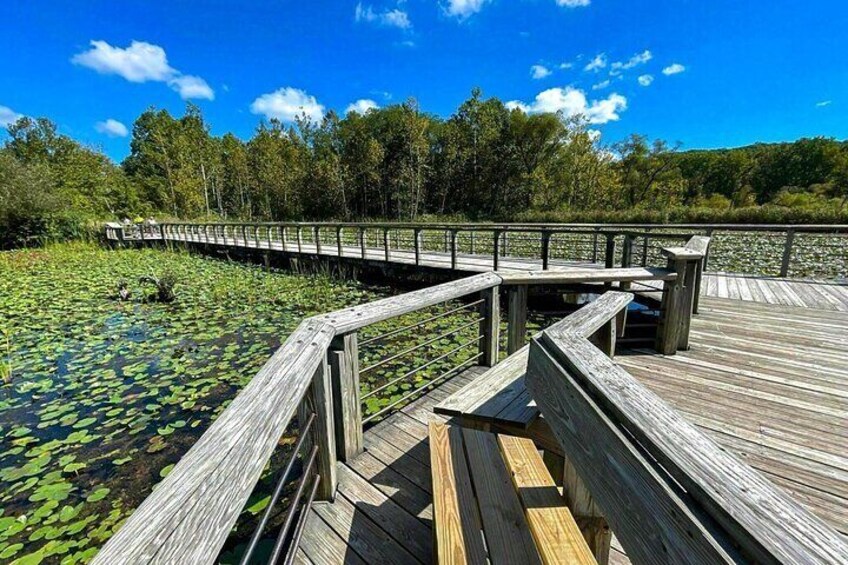 Beaver Marsh