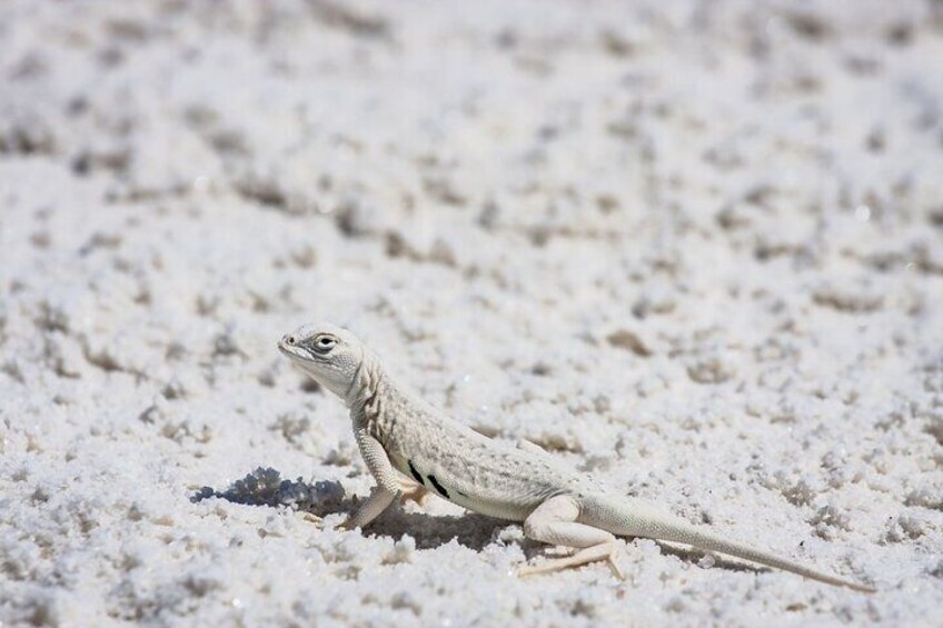 Lizard