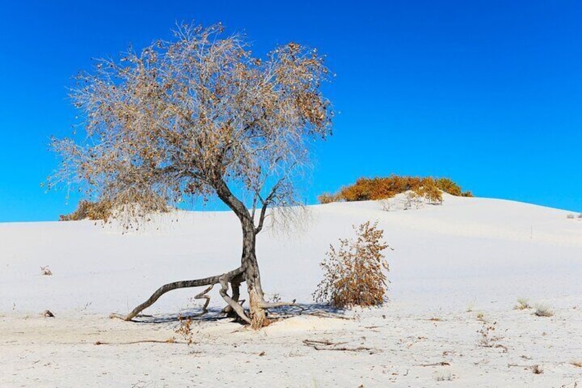 Rio Grande Cottonwood Tree