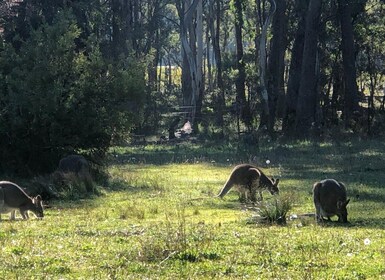 Sydney: Blue Mountains & Wildlife 4WD-tur med flodkryssning