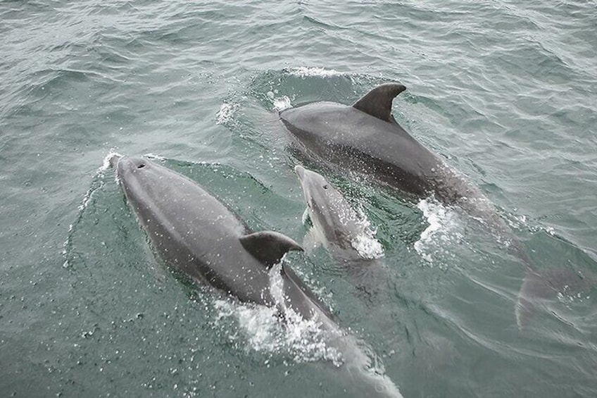 Myrtle Beach Sunset Dolphin Cruise Experience in Murrells Inlet