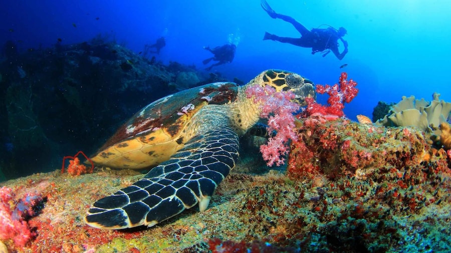 Antalya/Kemer: Scuba Diving Experience Incl. 2 Dives & Lunch