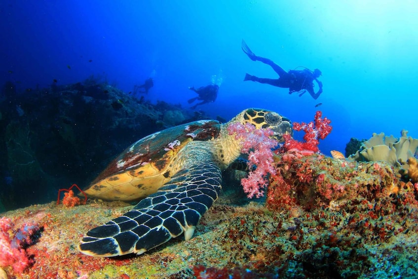 Antalya/Kemer: Scuba Diving Experience Incl. 2 Dives & Lunch