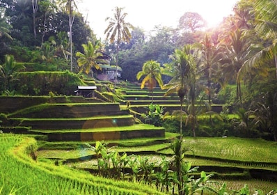 Bali: Privat biluthyrning med förare
