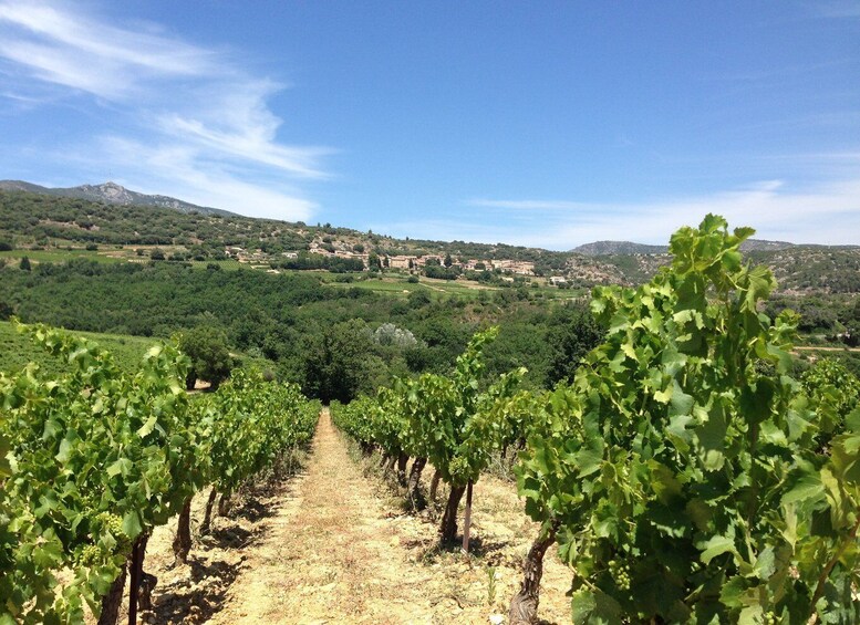 Picture 2 for Activity Vineyards and Village of the Languedoc