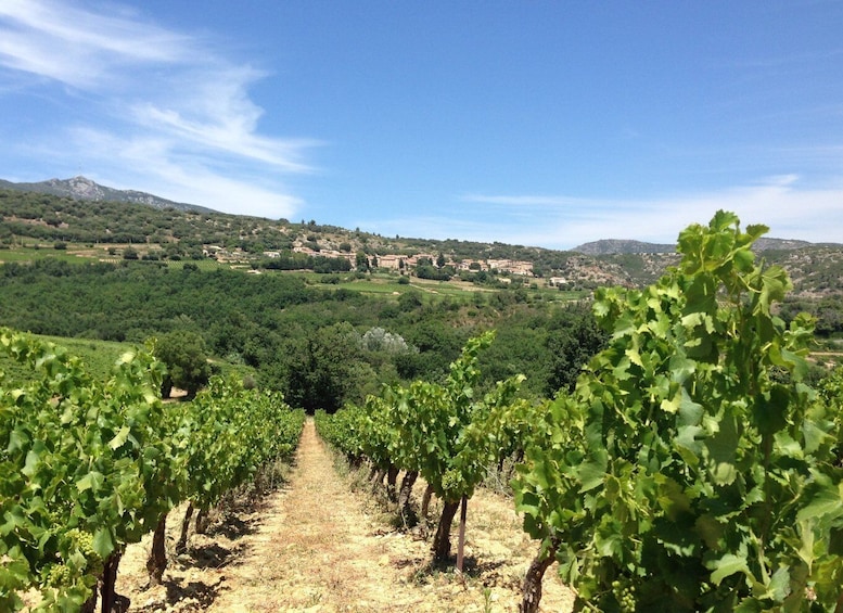 Picture 2 for Activity Vineyards and Village of the Languedoc
