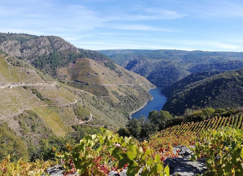 Picture 5 for Activity From Santiago: Excursion to Ribeira Sacra and Ourense