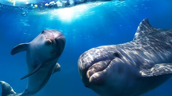 Whale & Dolphin-Watching Cruise in Gran Canaria