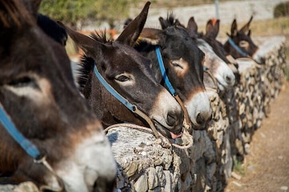 Donkey safari and Village Culture Night from Pafos and Limassol