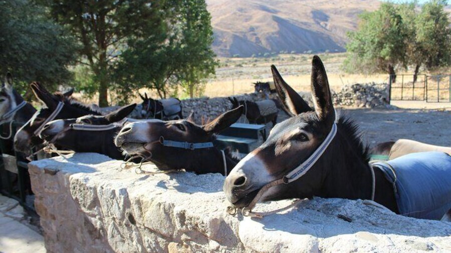 Donkey safari and Village Culture Night from Pafos and Limassol