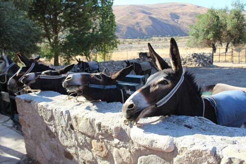 Donkey safari and Village Culture Night from Pafos and Limassol