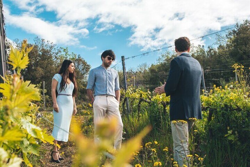 3-day private experience as a winemaker at a wine resort in Tuscany
