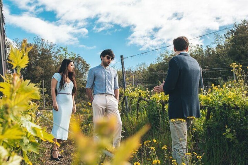 3-day private experience as a winemaker at a wine resort in Tuscany