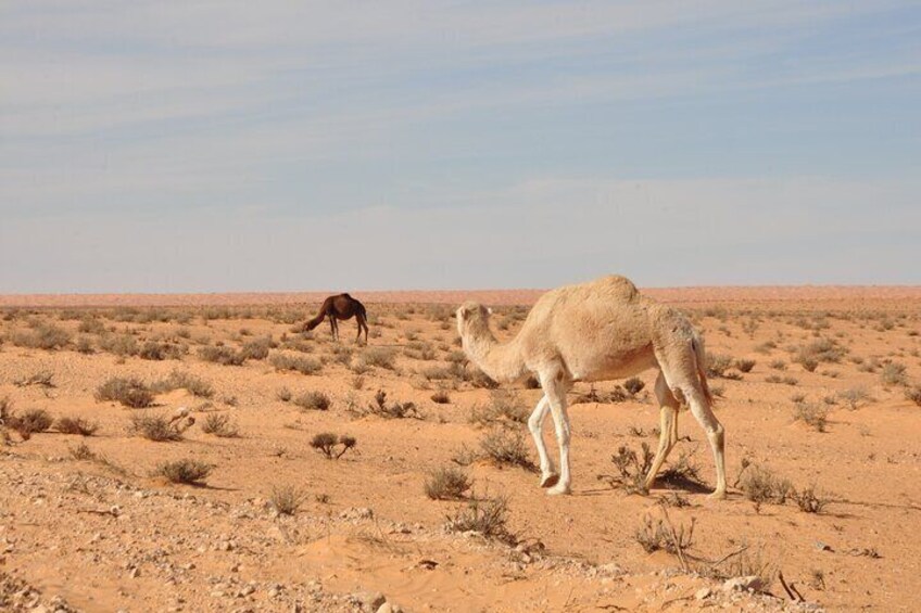 Two Days in the Tunisian Desert in 4WD with Night in Tent