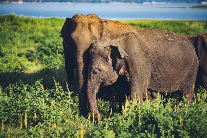 Picture 2 for Activity From Colombo: Private Minneriya National Park Day Safari