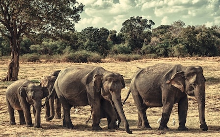 Von Colombo aus: Private Minneriya National Park Tagessafari