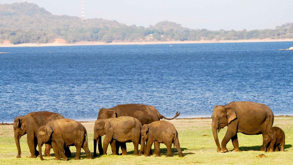 Picture 6 for Activity From Colombo: Private Minneriya National Park Day Safari