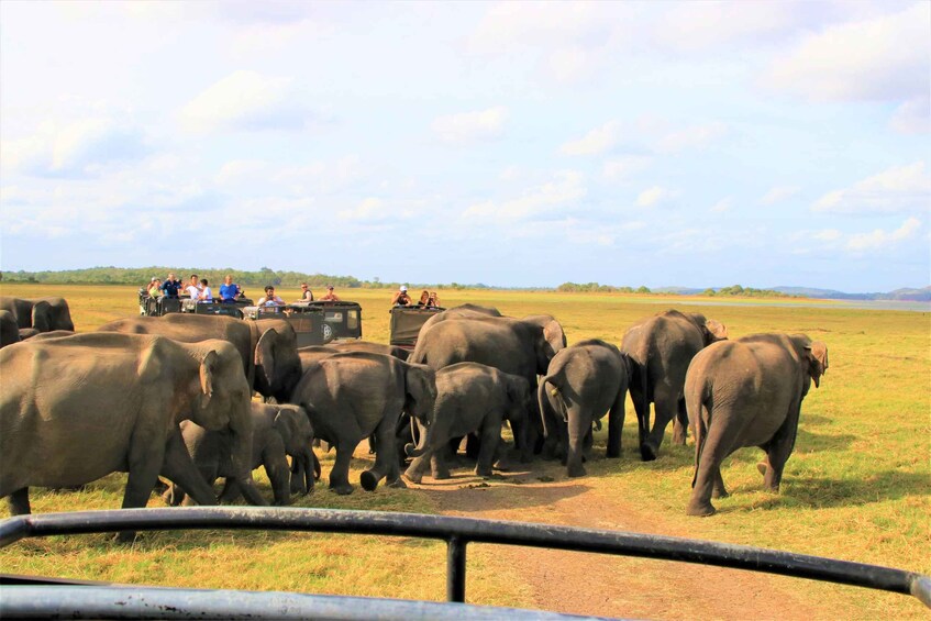 Picture 7 for Activity From Colombo: Private Minneriya National Park Day Safari