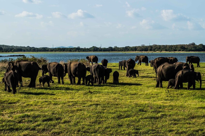 Picture 11 for Activity From Colombo: Private Minneriya National Park Day Safari