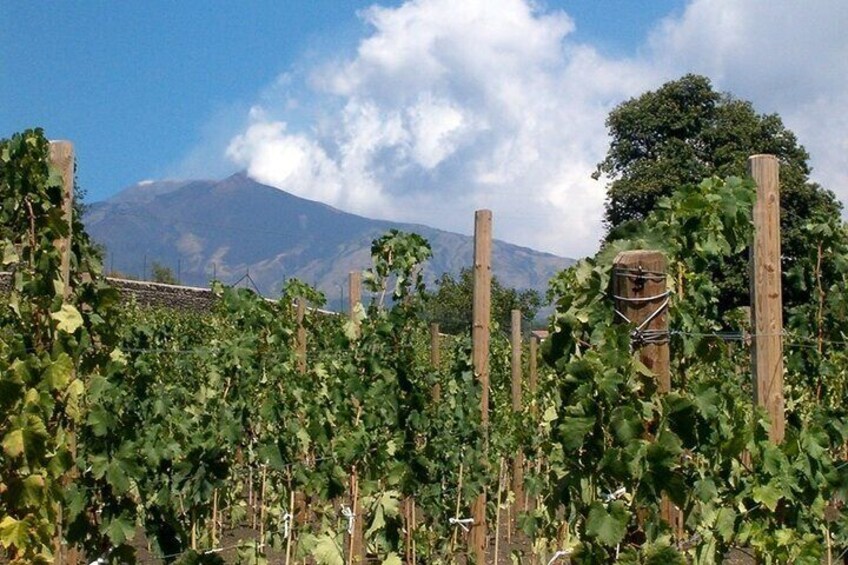 Grand Wine Tour from Catania or Taormina