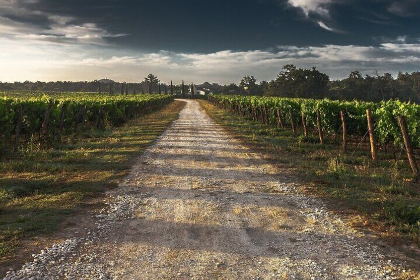 Grand Wine Tour from Catania or Taormina