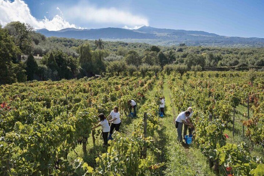 Grand Wine Tour from Catania or Taormina