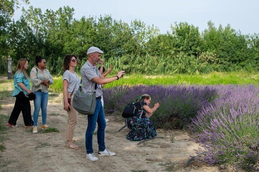 Discover the flower fields